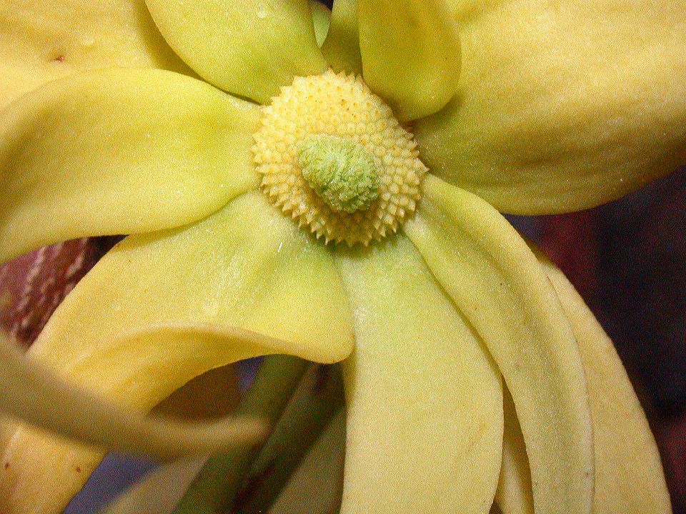 Annonaceae Cananga odorata