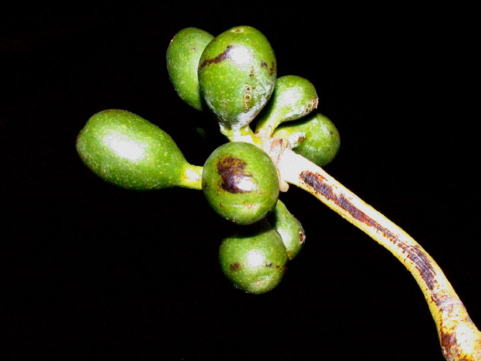Annonaceae Cananga odorata