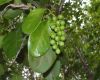 image of Coccoloba diversifolium