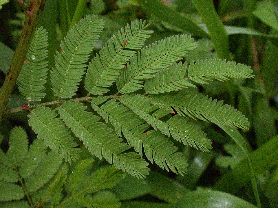 Fabaceae Desmanthus 