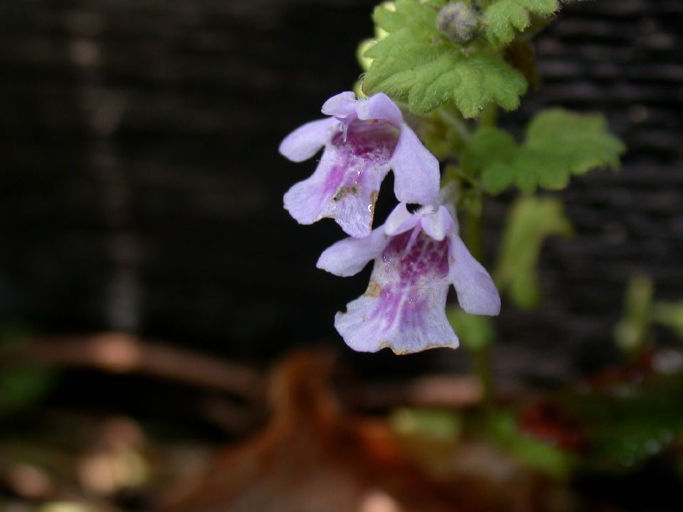 Lamiaceae Glechoma hederacea