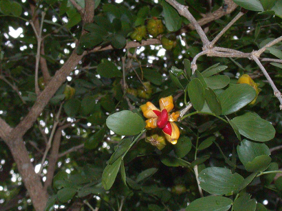 Zygophyllaceae Guaiacum sanctum