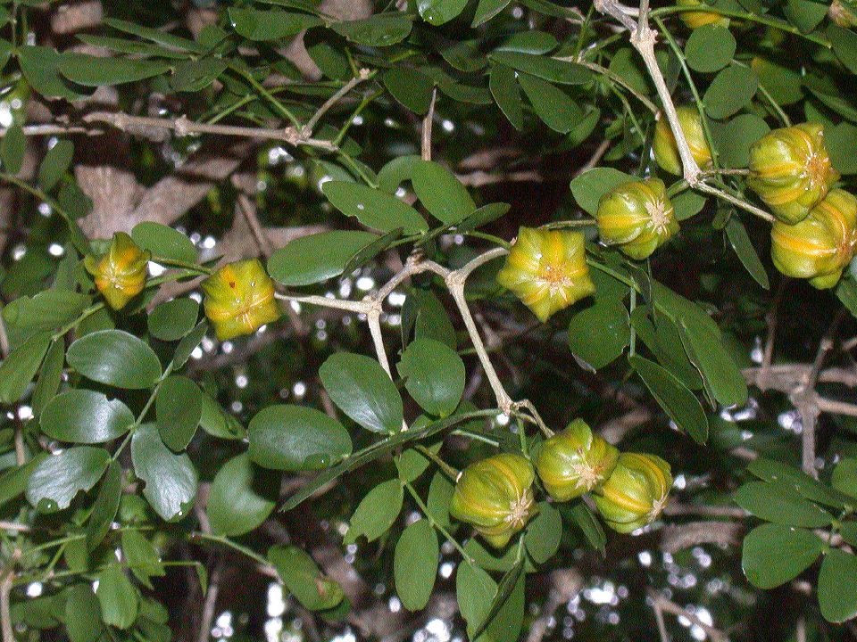 Zygophyllaceae Guaiacum sanctum