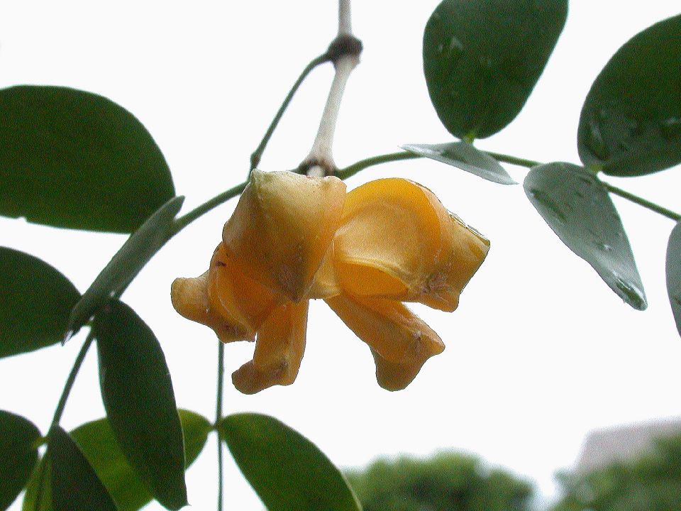 Zygophyllaceae Guaiacum sanctum