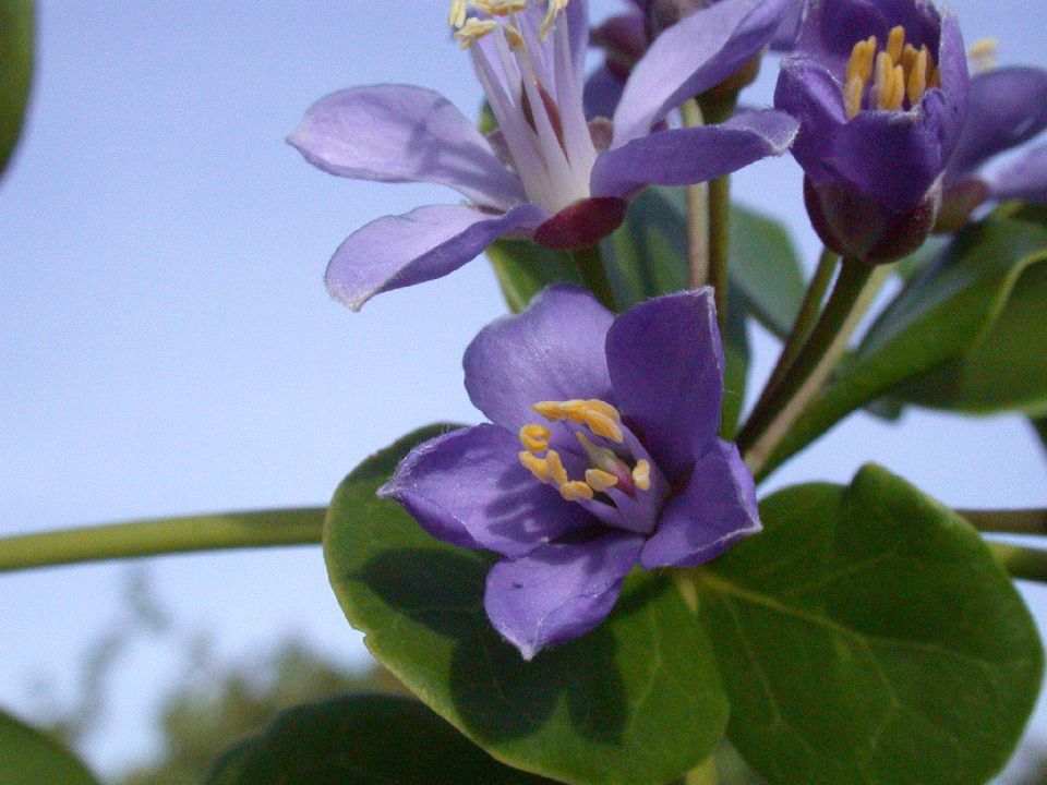 Zygophyllaceae Guaiacum officinale