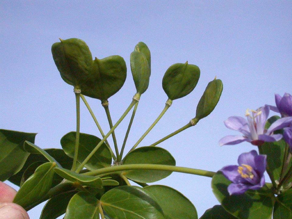 Zygophyllaceae Guaiacum officinale