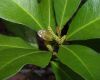 image of Gymnanthes lucidus