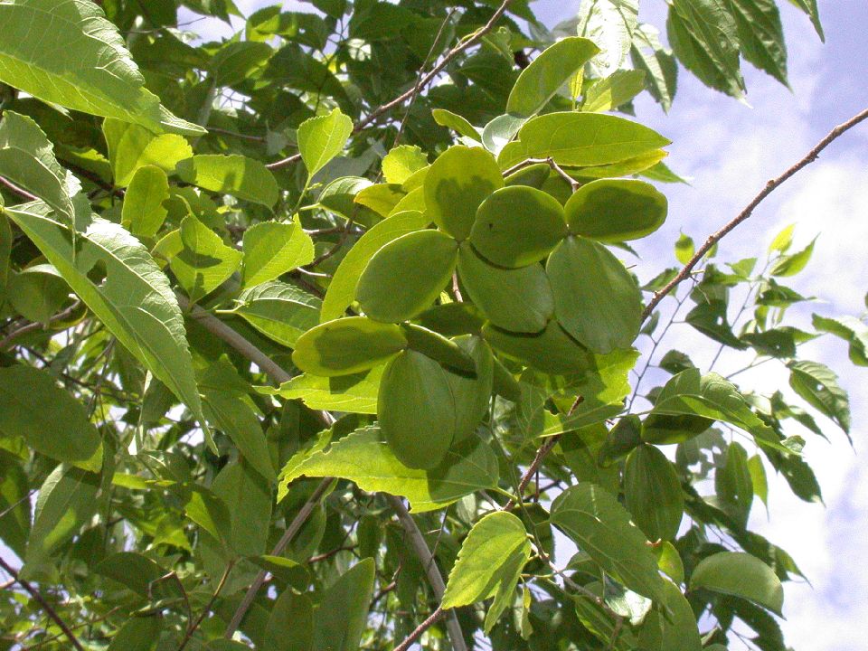Celastraceae Hippocratea volubilis