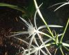 image of Hymenocallis caribaea