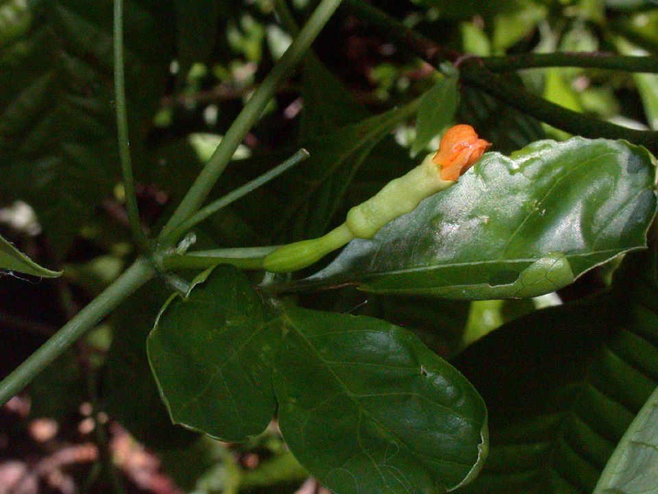 Cucurbitaceae Psiguria pedata
