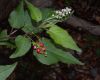 image of Rivina humilis