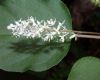 image of Rivina humilis