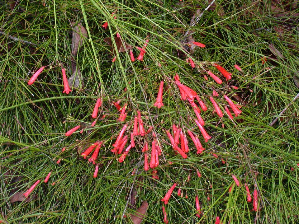 Plantaginaceae Russelia 