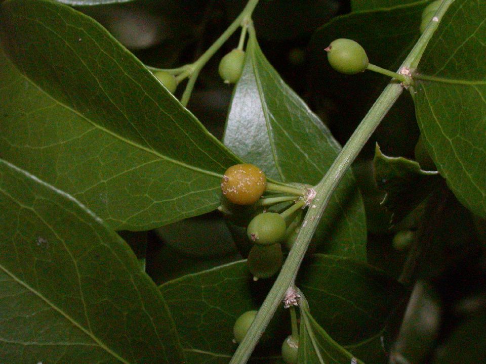 Celastraceae Schaefferia frutescens