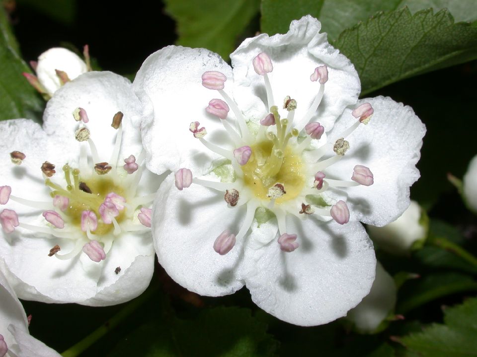 Rosaceae Crataegus 