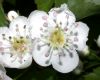image of Crataegus 