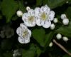 image of Crataegus 