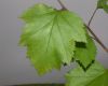 image of Crataegus 