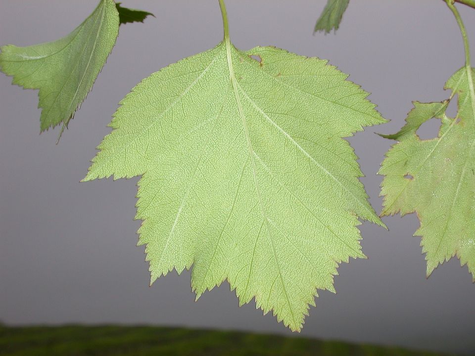 Rosaceae Crataegus 