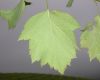 image of Crataegus 