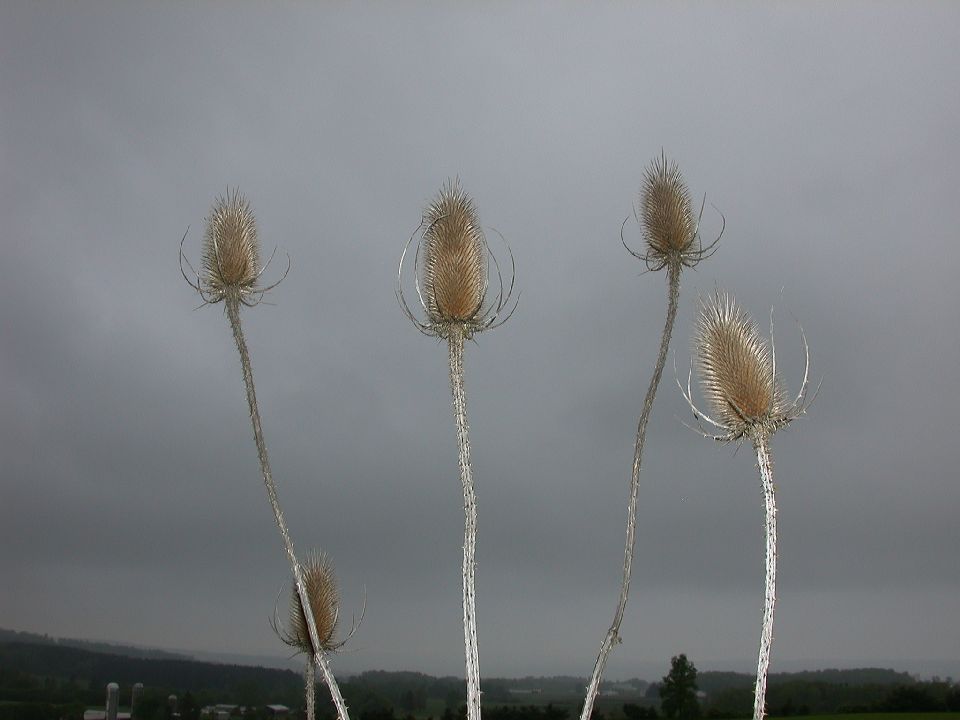 Dipsacaceae Dipsacus fullonum