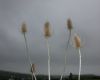 image of Dipsacus fullonum