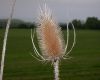 image of Dipsacus fullonum