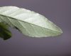 image of Elaeagnus umbellata