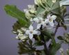 image of Elaeagnus umbellata