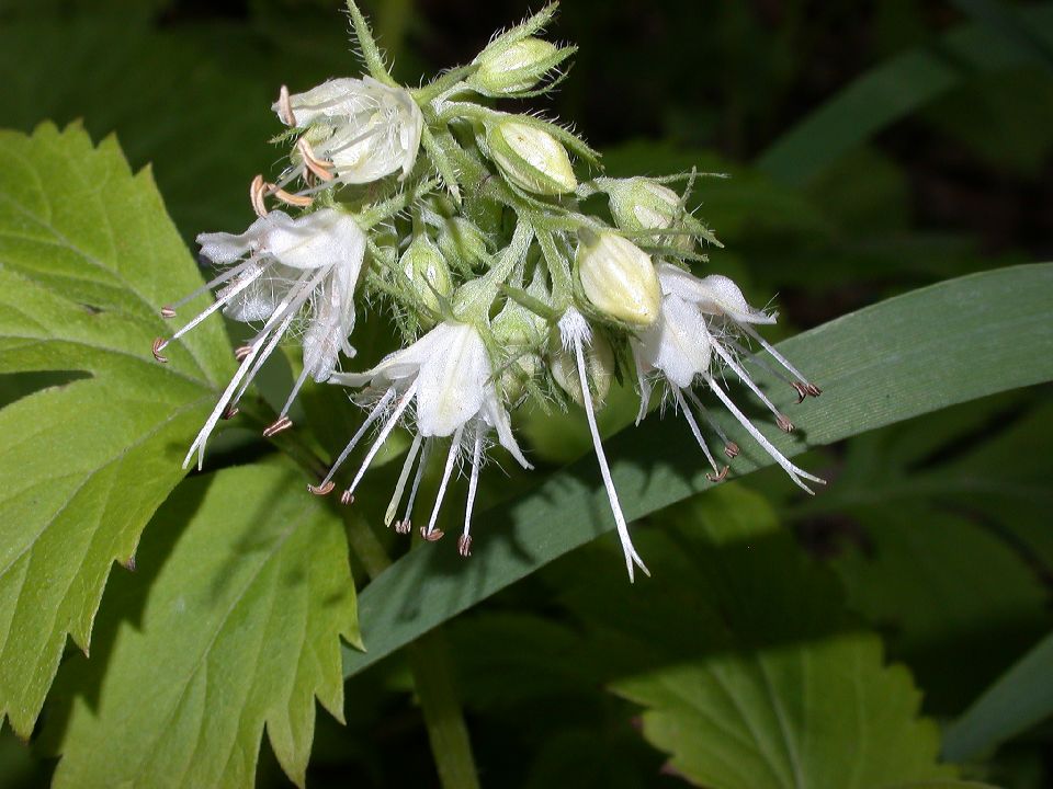 Hydrophyllaceae Hydrophyllum virginianum