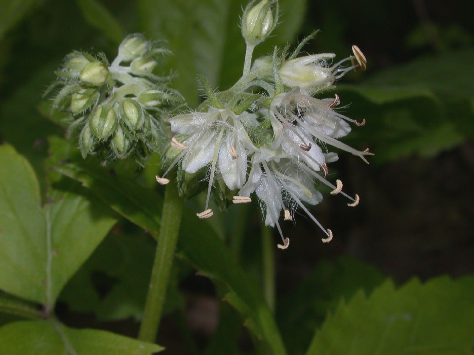 Hydrophyllaceae Hydrophyllum virginianum