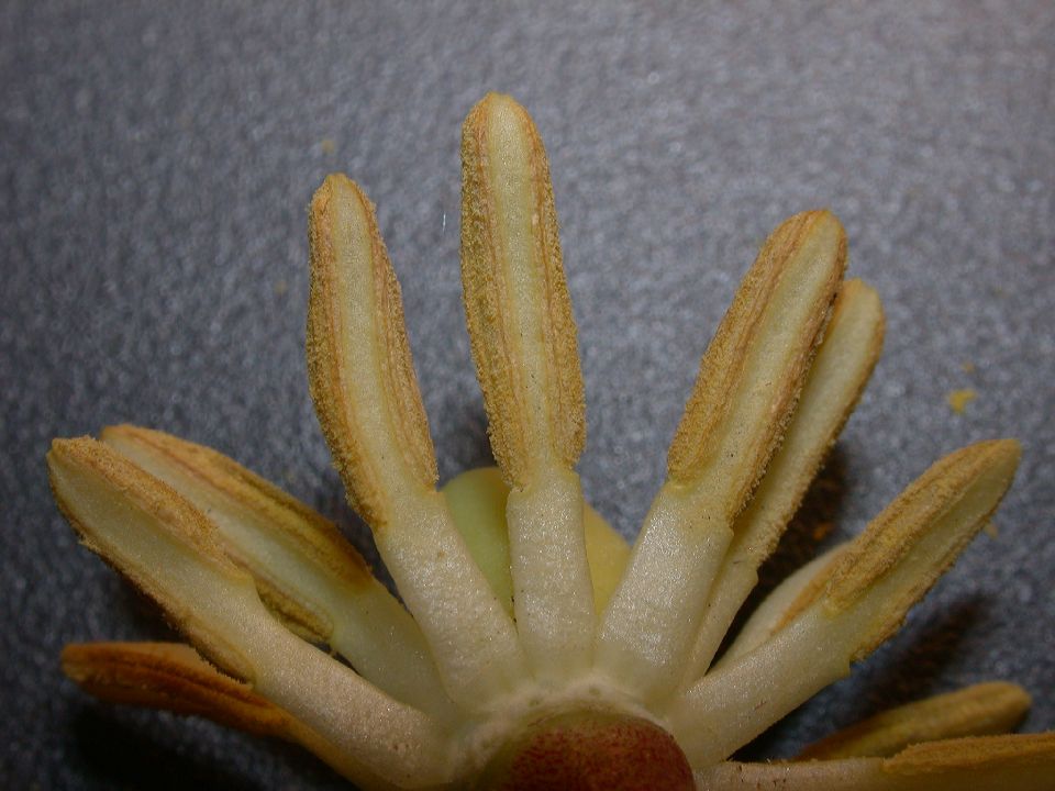 Berberidaceae Podophyllum peltatum