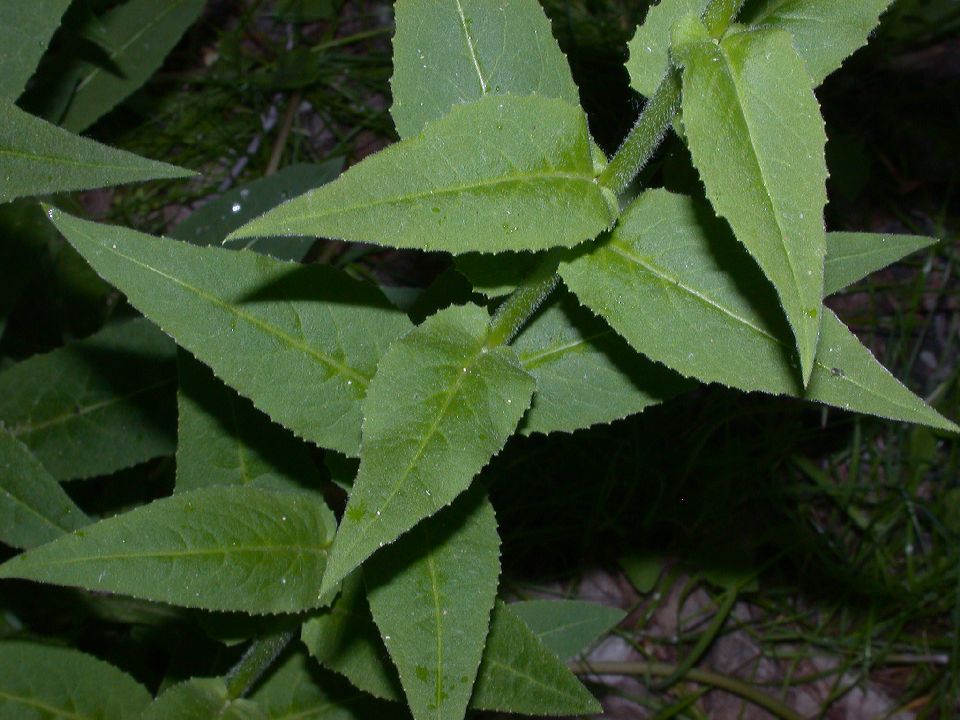 Brassicaceae Hesperis matronalis