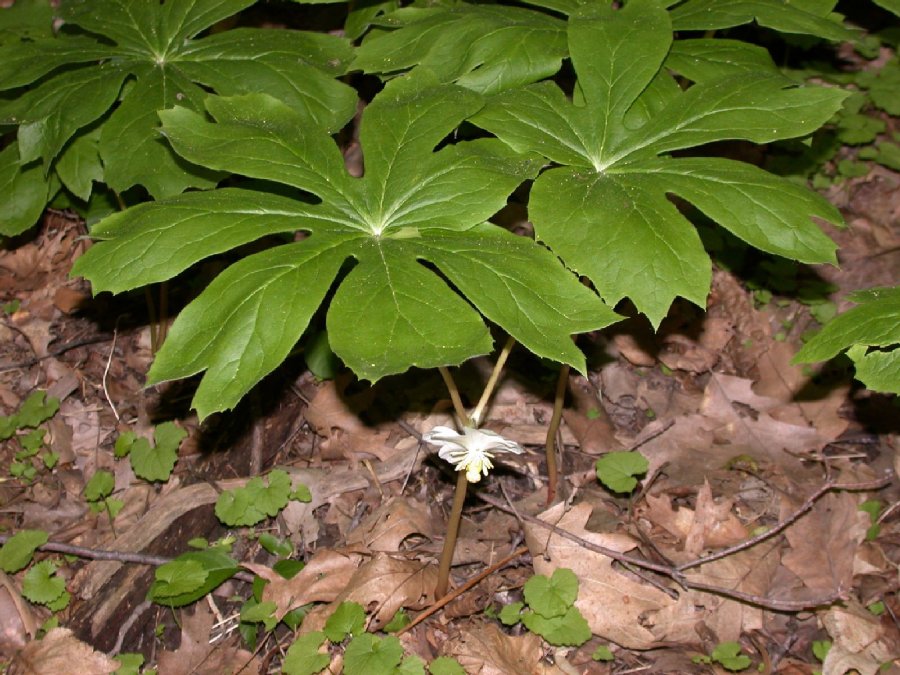 Berberidaceae Podophyllum peltatum