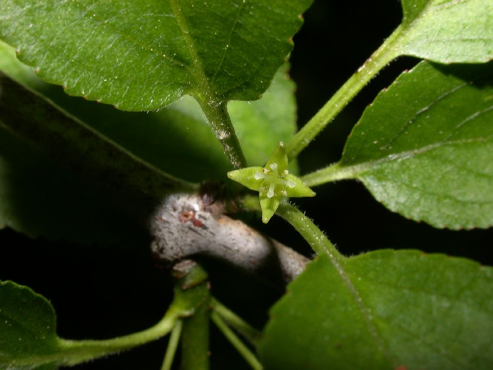 Rhamnaceae Rhamnus cathartica