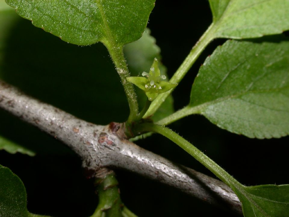 Rhamnaceae Rhamnus cathartica