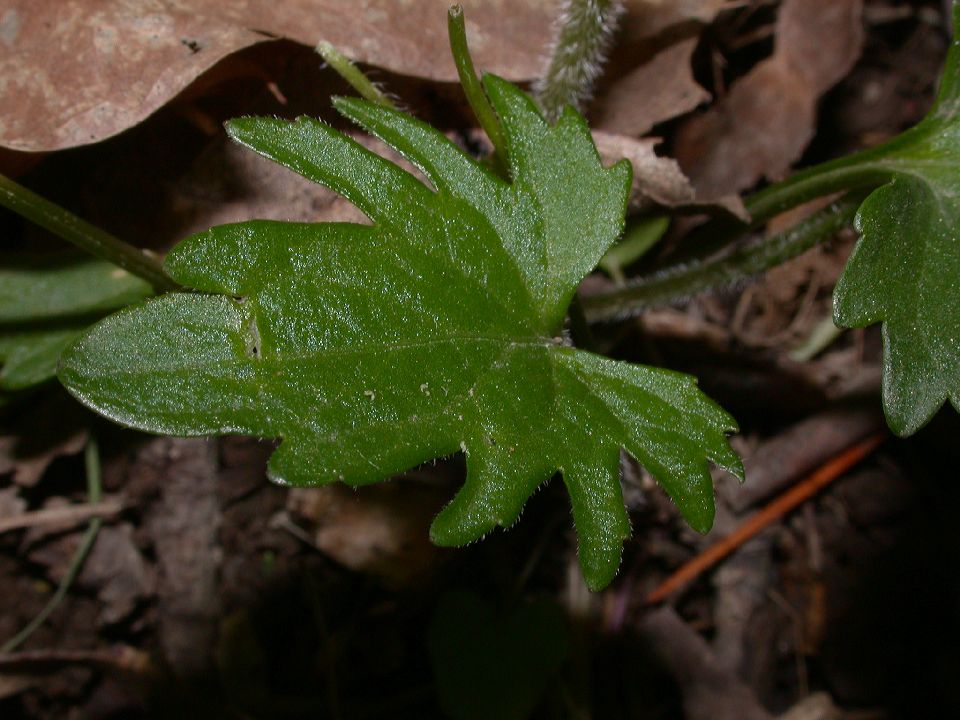 Violaceae Viola 