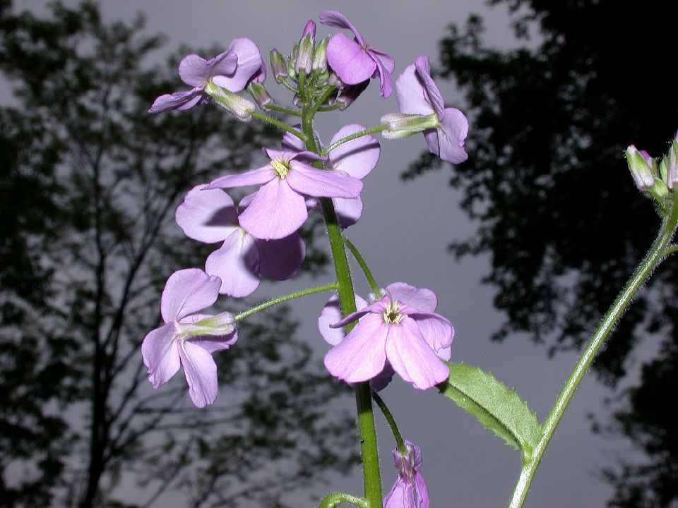 Brassicaceae Hesperis matronalis