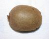 image of Actinidia chinensis