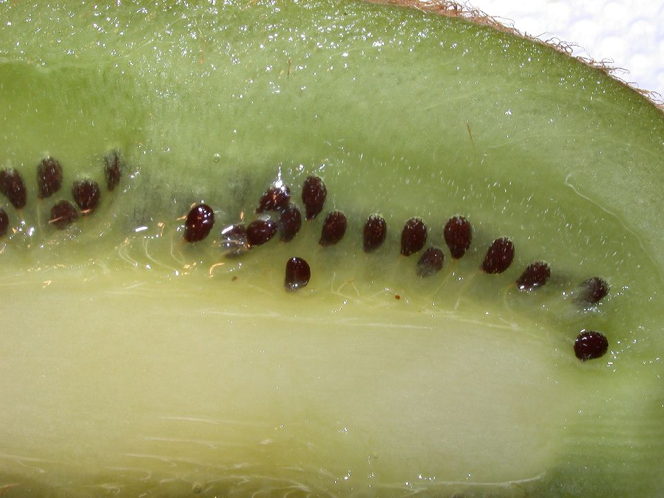 Actinidiaceae Actinidia chinensis