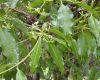 image of Rauwolfia nitida