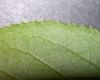 image of Viburnum lentago