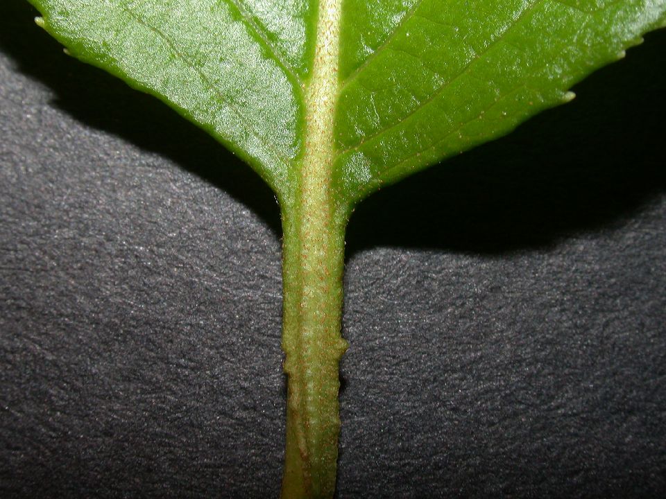 Adoxaceae Viburnum lentago