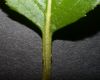 image of Viburnum lentago