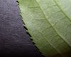 image of Viburnum lentago