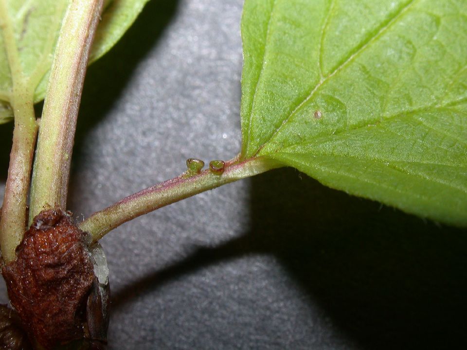 Adoxaceae Viburnum opulus