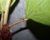 image of Viburnum opulus