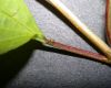 image of Viburnum opulus
