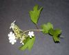image of Viburnum opulus