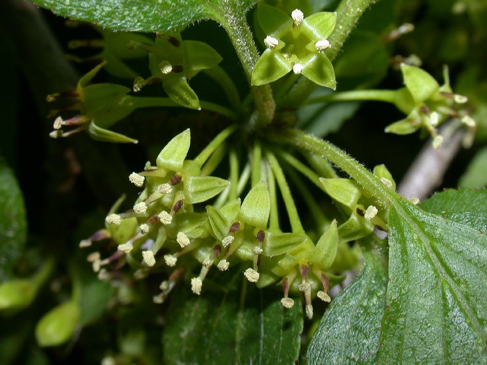 Rhamnaceae Rhamnus cathartica